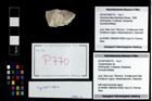 Foto (Objekt + Etikett) von Cycloprosopon sp.  (NHMW-GEO-2014-0194-0770)